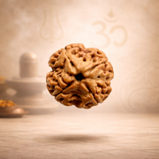 Original 4 Mukhi Rudraksha Nepal – Char Mukhi for Knowledge (Nepal origin)