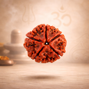 Original 5 Mukhi Rudraksha Nepal – Panch Mukhi for Health (Nepal origin)
