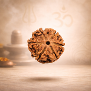 Original 6 Mukhi Rudraksha Nepal – Shad Mukhi for Willpower (Nepal origin)