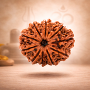 Natural 10 Mukhi Rudraksha (Nepal Origin)