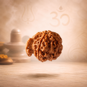 Original Ganesh Mukhi Rudraksha (Nepal Origin) – The Bead of Success & Obstacle Removal (Lab certified)