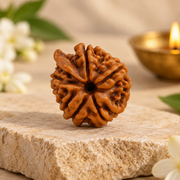 Original Ganesh Mukhi Rudraksha (Nepal Origin) – The Bead of Success & Obstacle Removal (Lab certified)